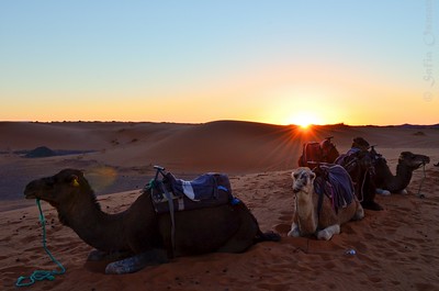Marrakech desert tours, 