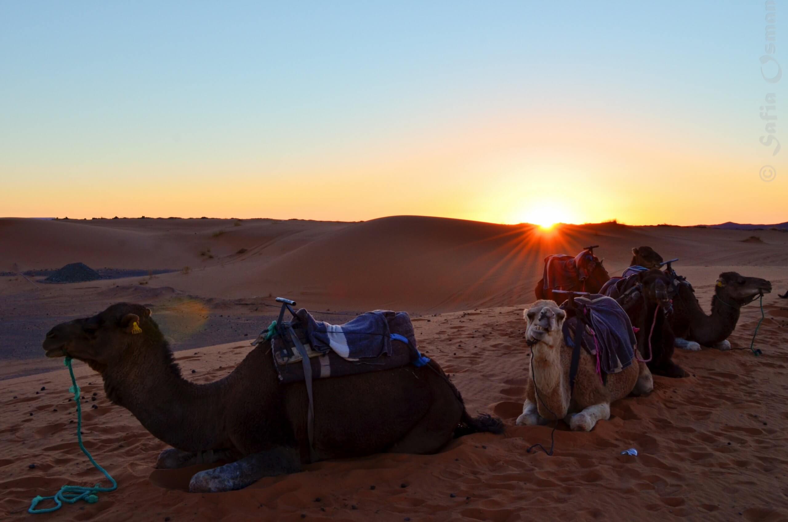MERZOUGA ACTIVITIES